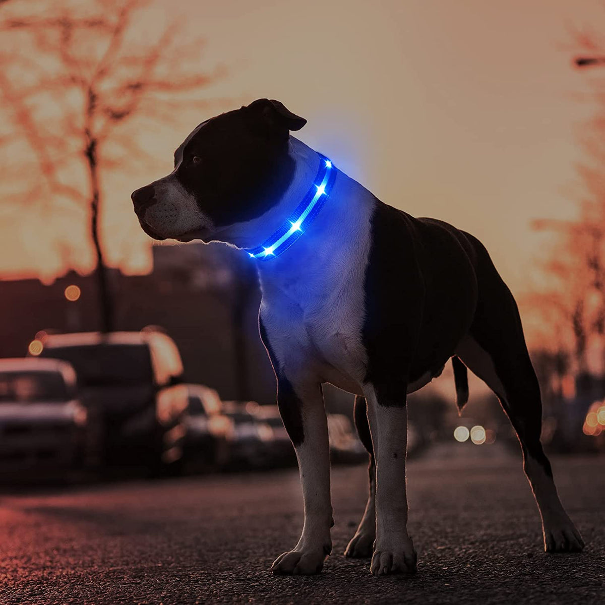 Rechargeable Water-Resistant LED Dog Collar for Nighttime Visibility